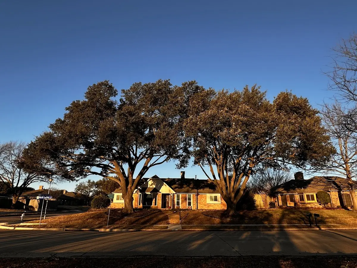 Established residential canopy tree shading a home in Wilmot